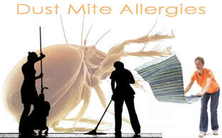 clean carpets from dust mites